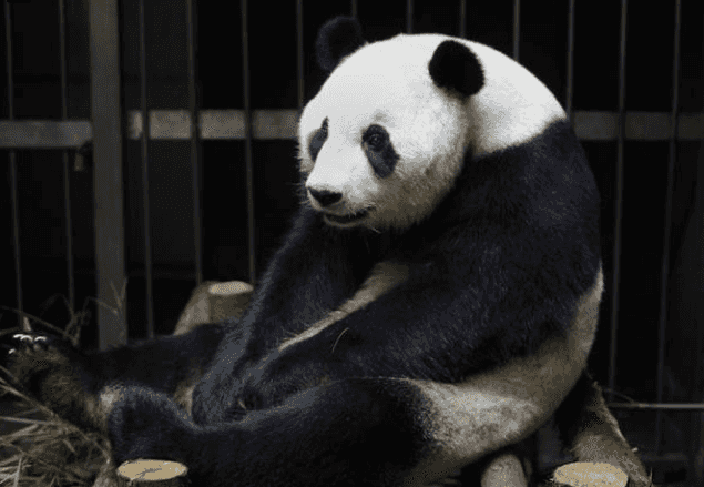 This Panda Faked A Pregnancy For Better Food And Care… This Panda Faked A Pregnancy For Better Food And Care…