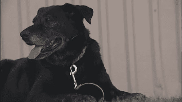 Dog Who Was Rejected After Walking 30 Miles To Get Home Will Live Out Her Days In The Lap Of Luxury