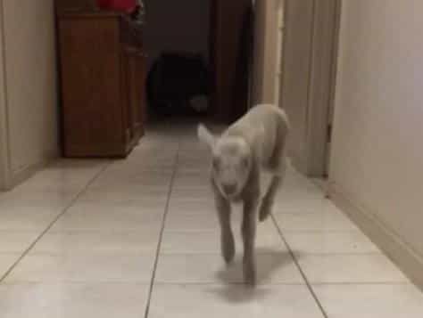 VIDEO – This Prancing, Happy Lamb Is Now Your Entire Life VIDEO – This Prancing, Happy Lamb Is Now Your Entire Life