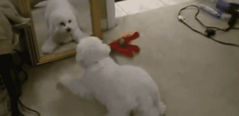 Dog Vs Mirror: This Poor Guy Seems Exceptionally Confused By This Intruder