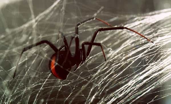 Man In Cork Reportedly Killed By Toxic Spider Bite Man In Cork Reportedly Killed By Toxic Spider Bite