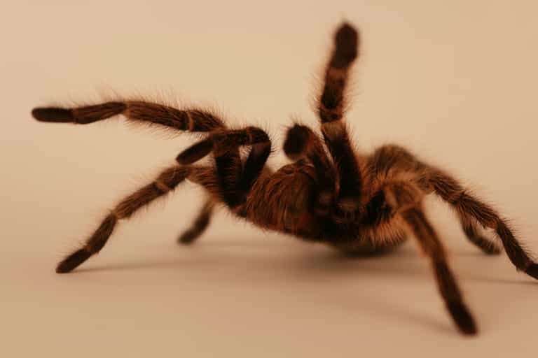 Deadly Dangerous: 100 Killer Spiders Found in House in Co Carlow