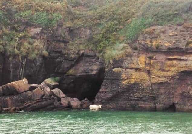 PICTURE: Cow Rescued After Falling Off Cliff in Waterford Yesterday