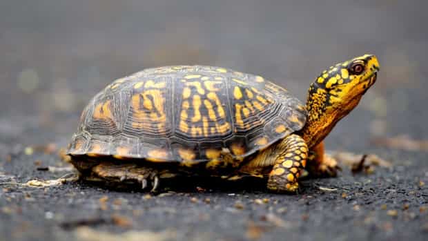 Canadian Man Caught With 51 Live Turtles Down His Pants At U.S. Border