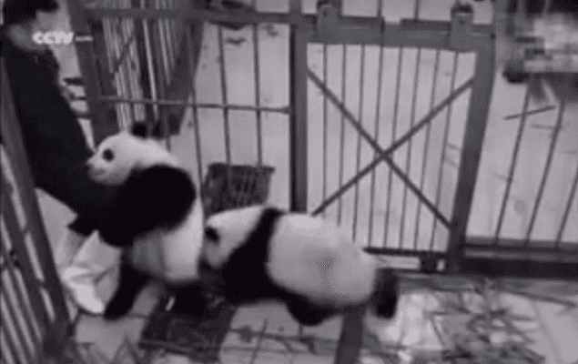 WATCH: This Little Panda Cub Is (Literally) Pretty Attached To His Zoo-Keeper