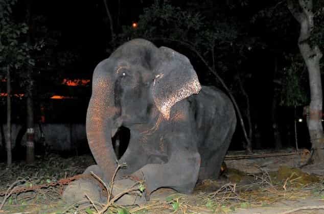 Elephant Raju Who ‘Cried’ When Freed Risks Being Chained Again Elephant Raju Who ‘Cried’ When Freed Risks Being Chained Again