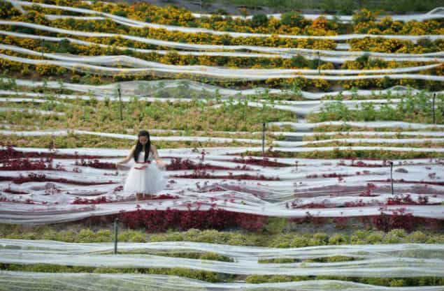 Here Comes The Bride, All Dressed In White (With A THREE MILE TRAIN)