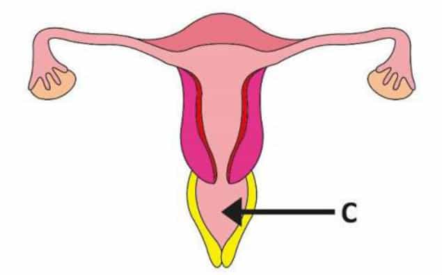 Half Of Young Women Can’t Locate Their Vaginas… (No, Really) Half Of Young Women Can’t Locate Their Vaginas… (No, Really)