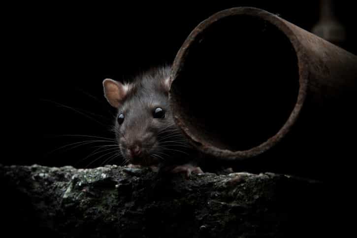 Don’t Look Now! Pest Controllers Warn of “Boom Time” For Rats Don’t Look Now! Pest Controllers Warn of “Boom Time” For Rats