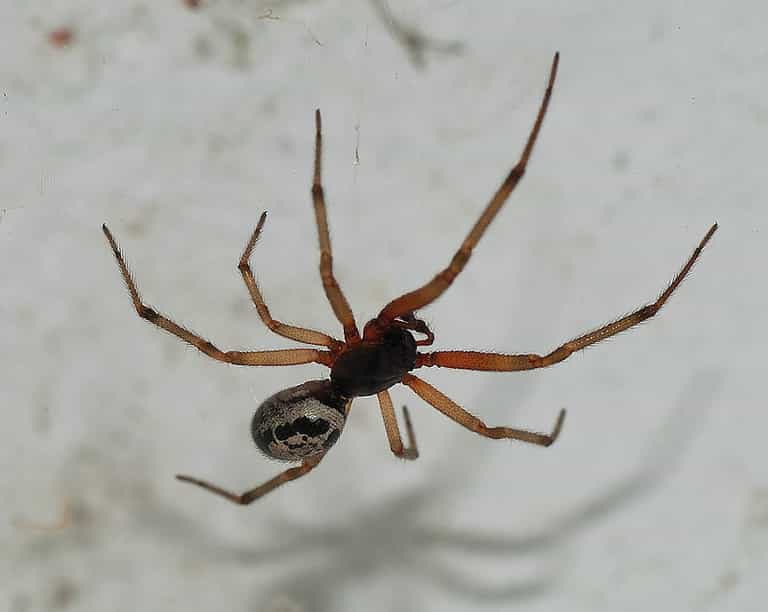 Scared of Spiders? Here’s One Reason That’s GOOD News! Scared of Spiders? Here’s One Reason That’s GOOD News!