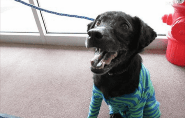 The Dog Days Are Over: One Little Pup Allergic To Humans Found The Cure (And An Adorable Jumper Too) The Dog Days Are Over: One Little Pup Allergic To Humans Found The Cure (And An Adorable Jumper Too)