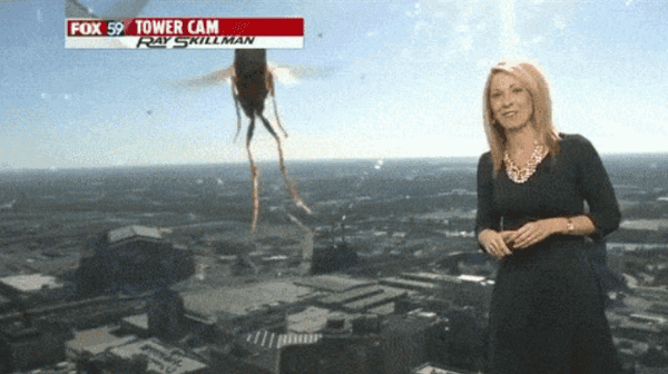 WATCH: Bee-Jaysus – Giant Bee Terrifies Weather Presenter Live On-Air