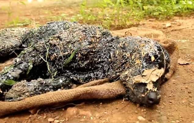 VIDEO: Organisation Rescues Dog After He Falls into Pool of Hot Tar