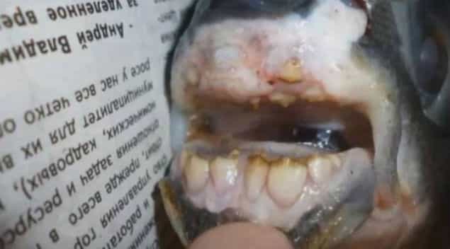 Something’s Biting: Fisherman Pulls A Catch With Human Teeth