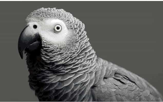 Missing Parrot Returns Home After Four Years – But Now Speaks Spanish!