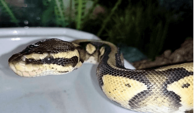 TERRIFYING: Enormous Python Discovered in Family’s Bath Tub