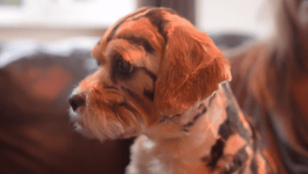 Take A Walk On The Wild Side: This Dog Groomer Has Dressed Up Her Dog With A Special Costume Take A Walk On The Wild Side: This Dog Groomer Has Dressed Up Her Dog With A Special Costume