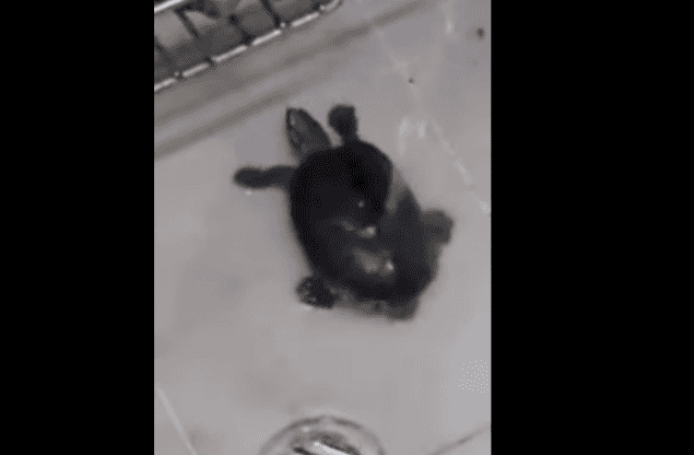 WATCH: Move Over Miley – This Turtle Can Twerk… And He’s Spectacular WATCH: Move Over Miley – This Turtle Can Twerk… And He’s Spectacular
