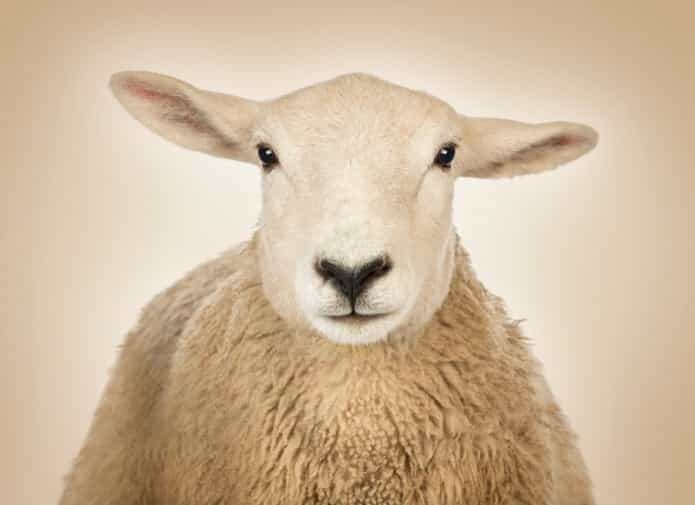 Ewe-niversity Student Admits To Having Sex With Sheep Because He Was “Stressed About Exams” Ewe-niversity Student Admits To Having Sex With Sheep Because He Was “Stressed About Exams”