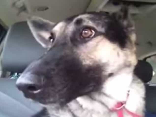Ear, Ear! This Dog ‘Dancing’ to Flo Rida Will Make Your Day Ear, Ear! This Dog ‘Dancing’ to Flo Rida Will Make Your Day