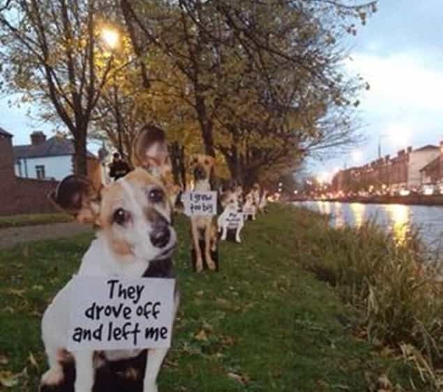 Dogs Are Not Just For Christmas – The Campaign That Broke Our Hearts This Week Dogs Are Not Just For Christmas – The Campaign That Broke Our Hearts This Week