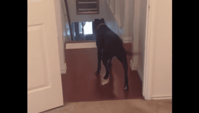 WATCH: This Dog Has A Fear Of Doors… Overcomes It By Moonwalking And Winning Our Hearts WATCH: This Dog Has A Fear Of Doors… Overcomes It By Moonwalking And Winning Our Hearts
