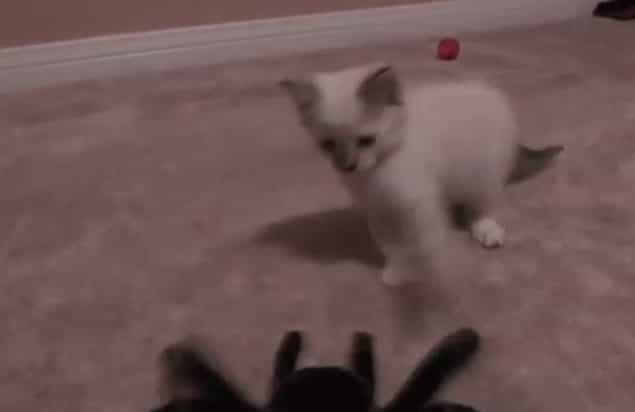 VIDEO: Kitten Reacts Exactly Like We Would To a Giant Spider VIDEO: Kitten Reacts Exactly Like We Would To a Giant Spider