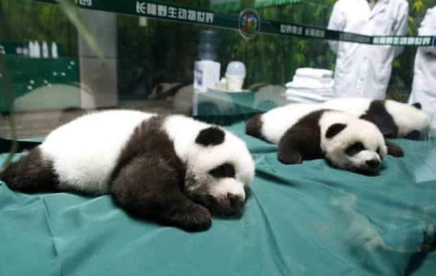PIC: World’s Only Panda Triplets Mark Turning 100 Days With These Adorable Snaps PIC: World’s Only Panda Triplets Mark Turning 100 Days With These Adorable Snaps