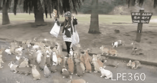 WATCH: It’s So Fluffy! Woman Attacked By Swarm Of Bunnies (Yes, We’re Jealous)