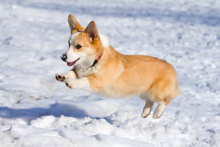 Doggie Bouquets: Woman Advertises For Corgis To Join Wedding Party