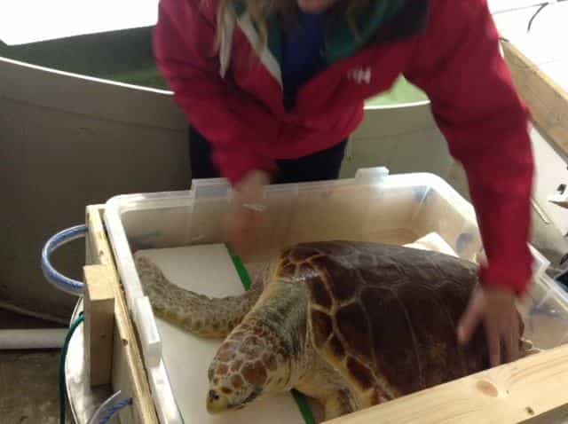Leona The Turtle To Be Returned To The Wild After Aer Lingus Come To The Rescue Leona The Turtle To Be Returned To The Wild After Aer Lingus Come To The Rescue