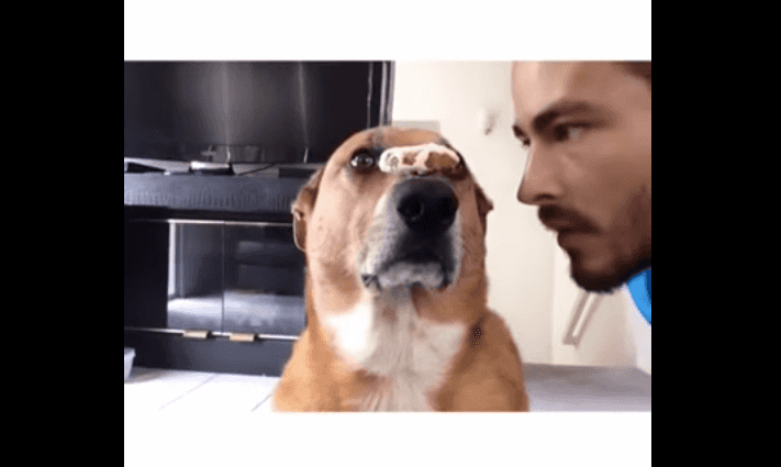 WATCH: This Dog Has More Self Control Than We Could Ever Hope For