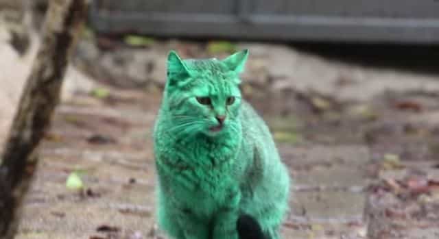 Meet The Cat Who Accidentally Turned Its Coat Green