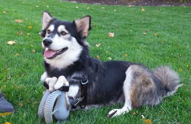 WATCH: Derby The Dog Just Started Sprinting Thanks To His Prosthetic Front Paws