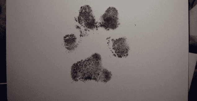 Vet Sends A Loving Reminder To One Family After They Put Down Their Dog