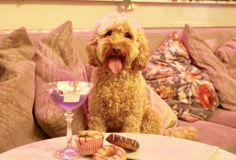 LADS! A café for Cockapoos and French Bulldogs is opening in London LADS! A café for Cockapoos and French Bulldogs is opening in London