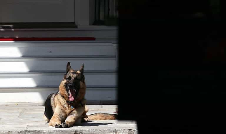 Joe Biden’s dogs sent from White House back to Delaware following “biting incident” Joe Biden’s dogs sent from White House back to Delaware following “biting incident”
