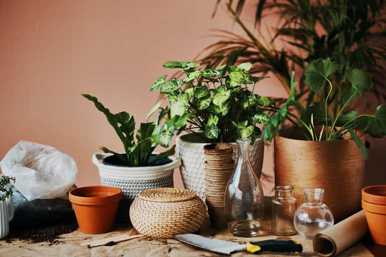 6 low-maintenance house plants that are impossible to kill 6 low-maintenance house plants that are impossible to kill