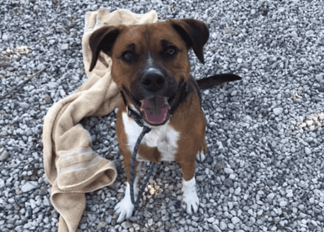 Dog finally adopted after 419 days in shelter sent back after one day Dog finally adopted after 419 days in shelter sent back after one day