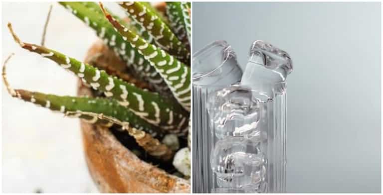 Forever killing your plants? Here’s how an ice cube might just help keep them alive for longer