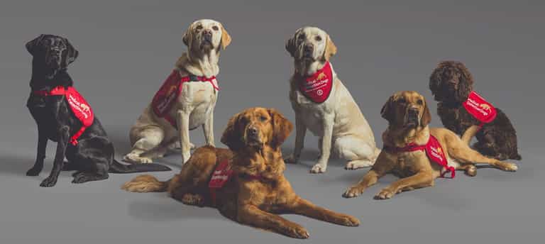 Dogs can detect Covid in under a second, according to study