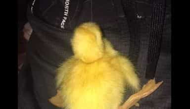 Irish animal charities warning people against buying ducklings from social media Irish animal charities warning people against buying ducklings from social media