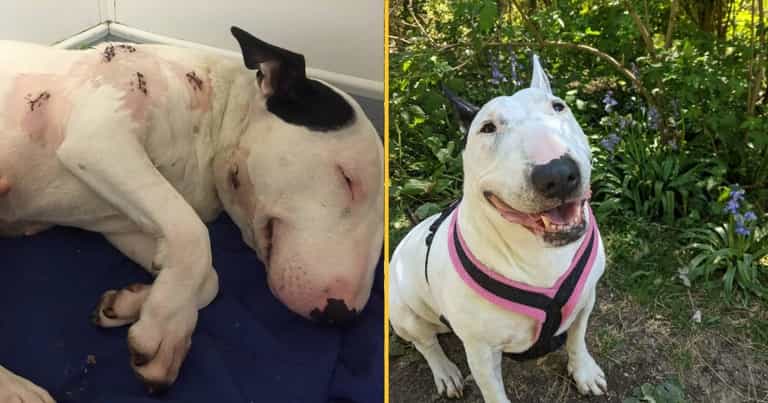 Dog stabbed seven times and left to die is now living her best life Dog stabbed seven times and left to die is now living her best life
