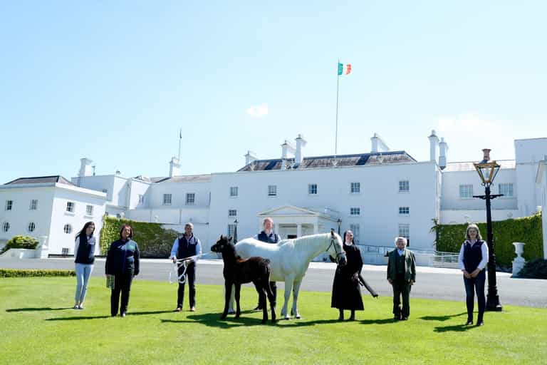President Higgins welcomes two ponies to live at Áras an Uachtaráin President Higgins welcomes two ponies to live at Áras an Uachtaráin