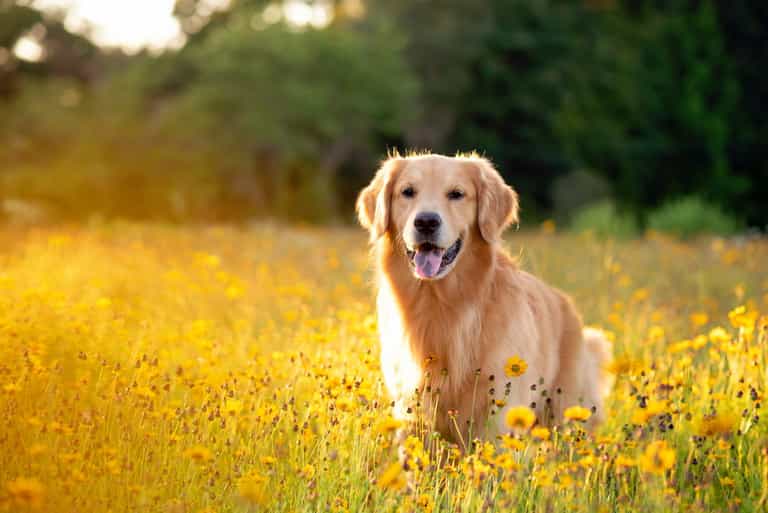 It’s official – these are Ireland’s most Instagramable dogs