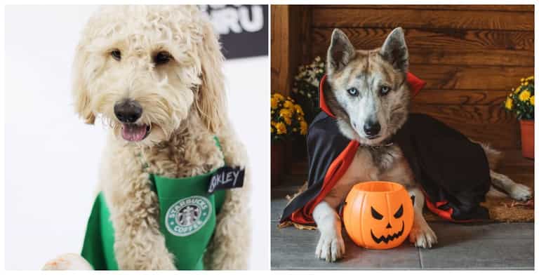 10 seriously paw-some Halloween costumes for dogs – because you know you want to 10 seriously paw-some Halloween costumes for dogs – because you know you want to