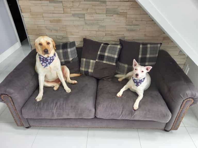 Donegal man banned from owning dogs for five years after neglect