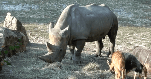 The world’s oldest white rhino has died in Italy