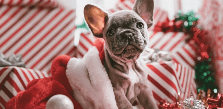 15 paw-some gifts from Penneys for your four-legged friends this Christmas 15 paw-some gifts from Penneys for your four-legged friends this Christmas