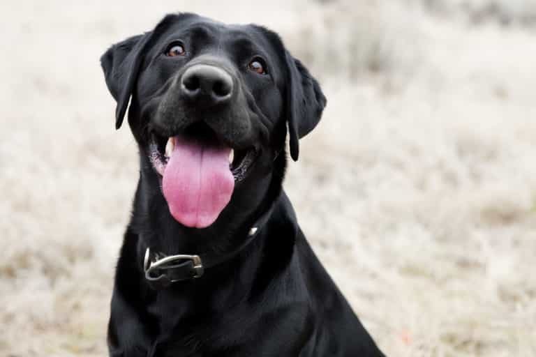 This dog has been trained to fetch its owner cocktails when it hears “gin o’clock”
